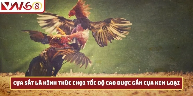 Cựa sắt là hình thức chọi tốc độ cao được gắn cựa kim loại