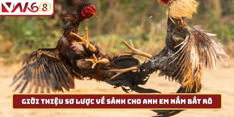 Giới thiệu sơ lược về sảnh cho anh em nắm bắt rõ