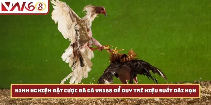 Kinh nghiệm đặt cược đá gà VN168 để duy trì hiệu suất dài hạn