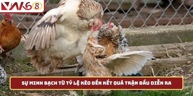 Sự minh bạch từ tỷ lệ kèo đến kết quả trận đấu diễn ra